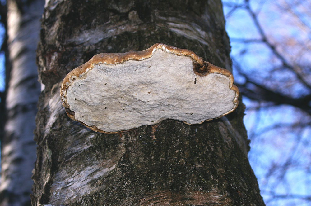 Un mico-panino (Piptoporus betulinus)